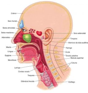 Cancer nariz e da garganta